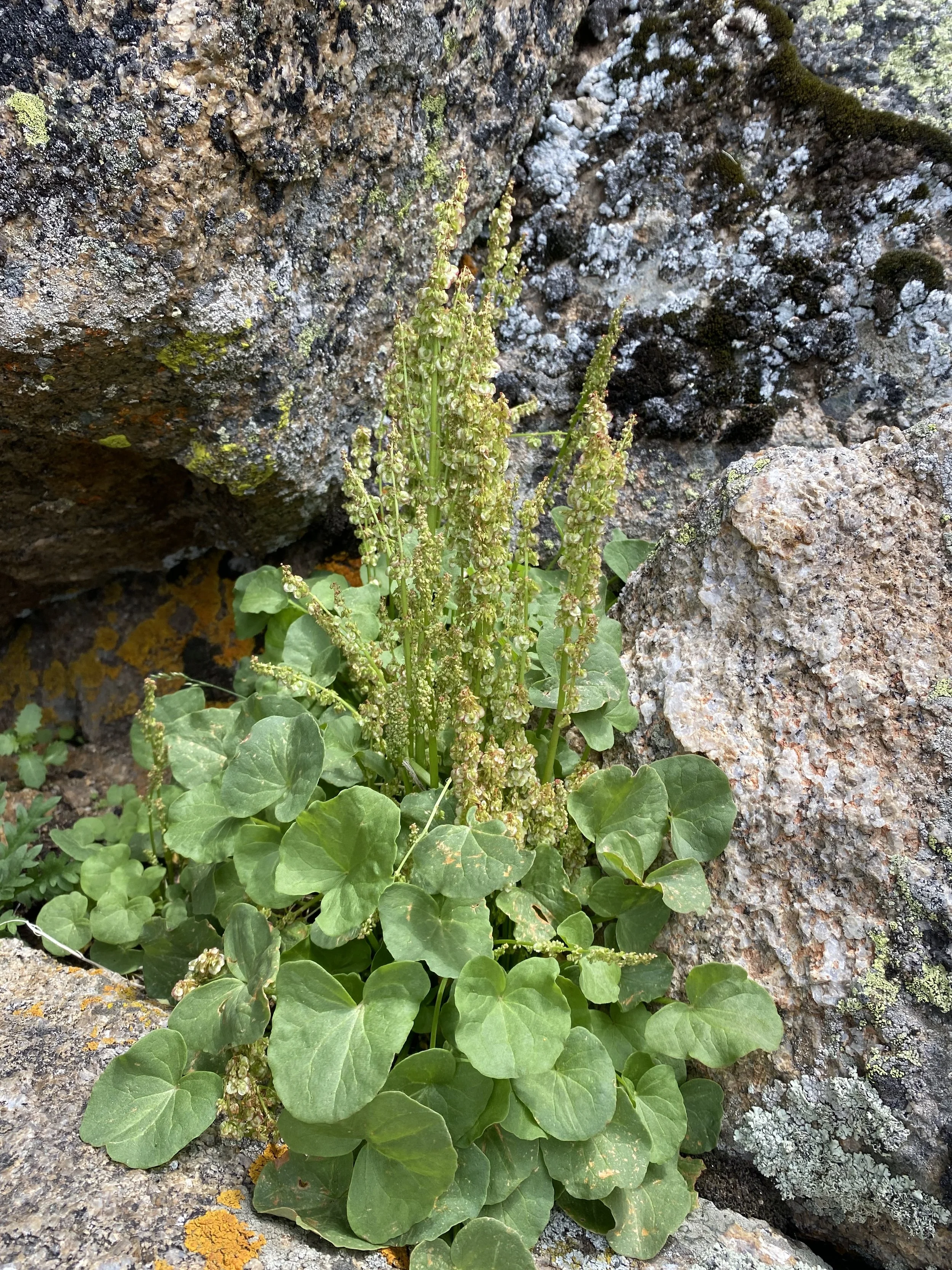 Beautiful and delicious — Independence Pass Foundation